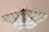 Phigalia pilosaria